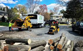 Best Arborist Consultation Services  in Cape May, NJ