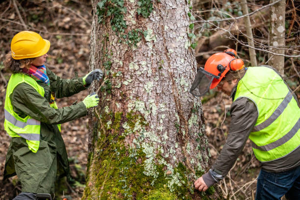 Best Commercial Tree Removal  in Cape May, NJ