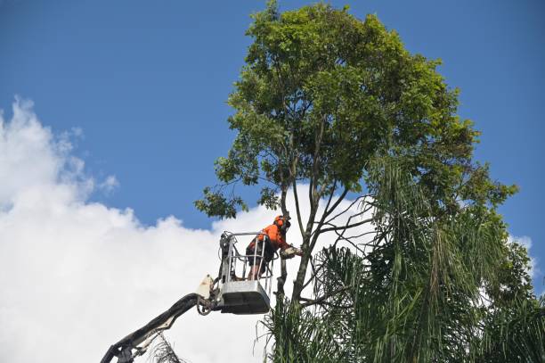 How Our Tree Care Process Works  in  Cape May, NJ